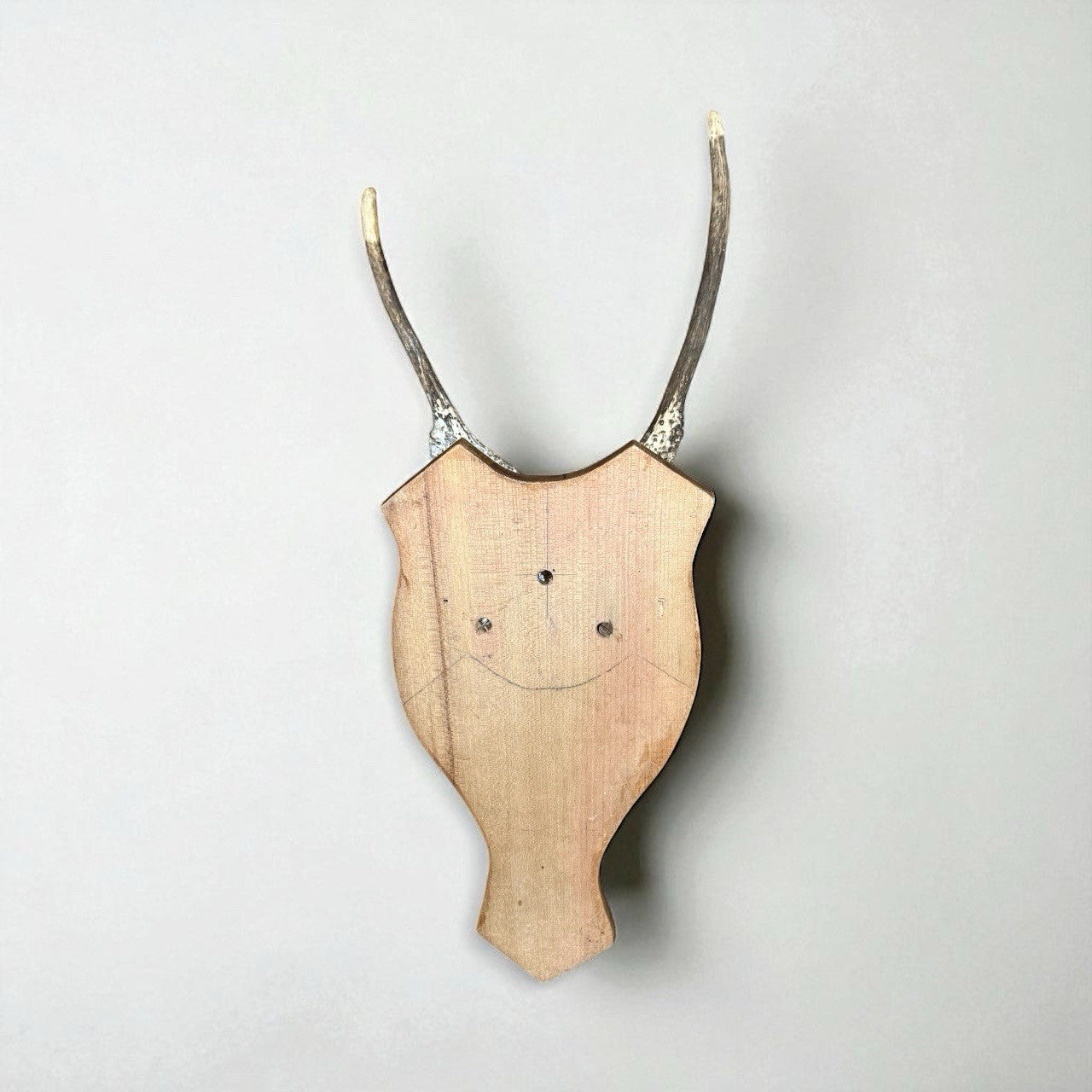 Vintage Deer Skull Mount 