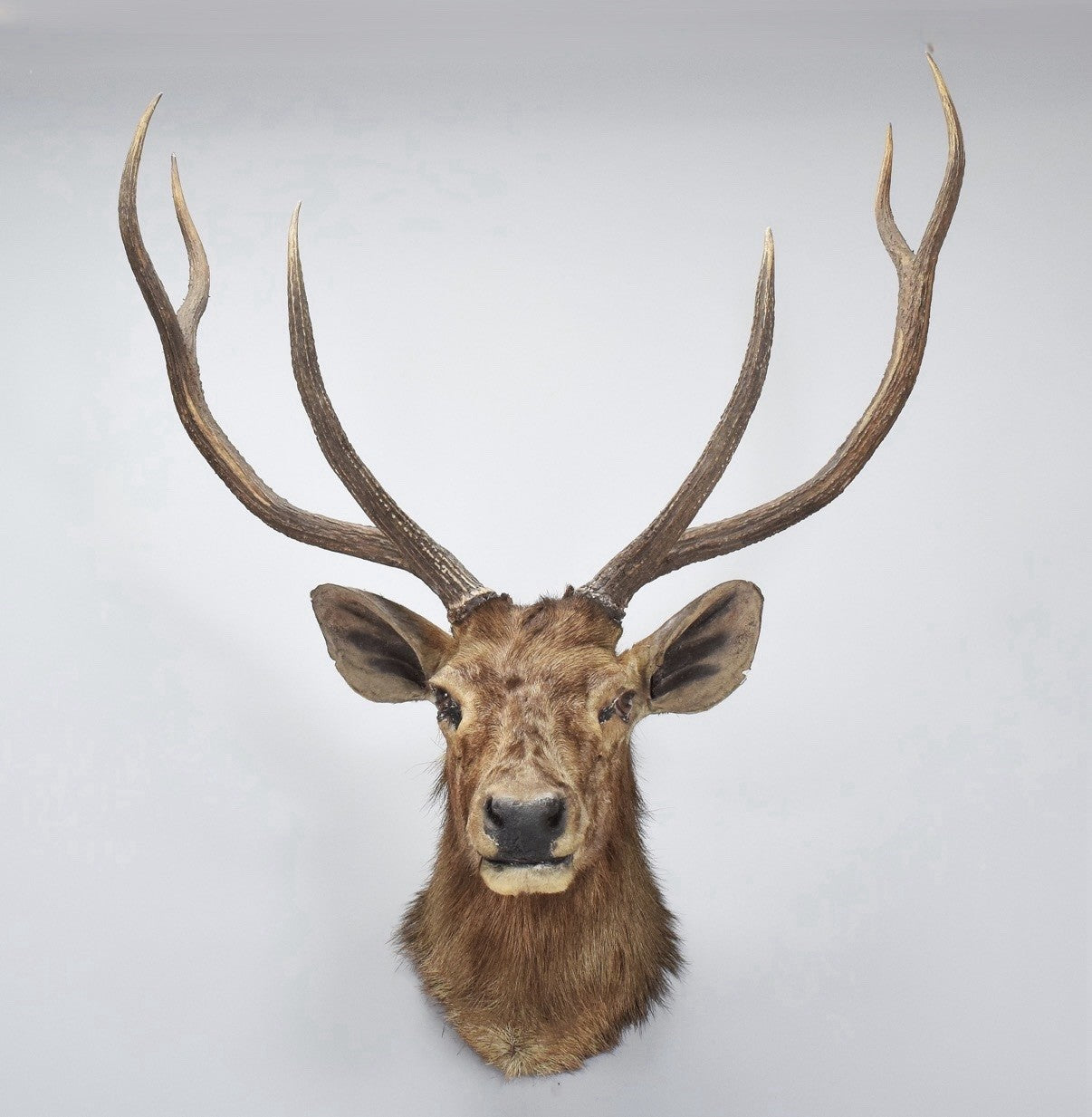 Taxidermy Indian Samber Deer By Roland Ward 