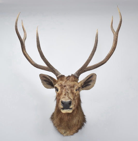 Taxidermy Indian Samber Deer By Roland Ward 