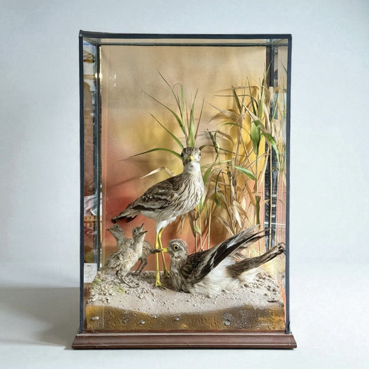 Taxidermy Cased Birds Stone Curlew