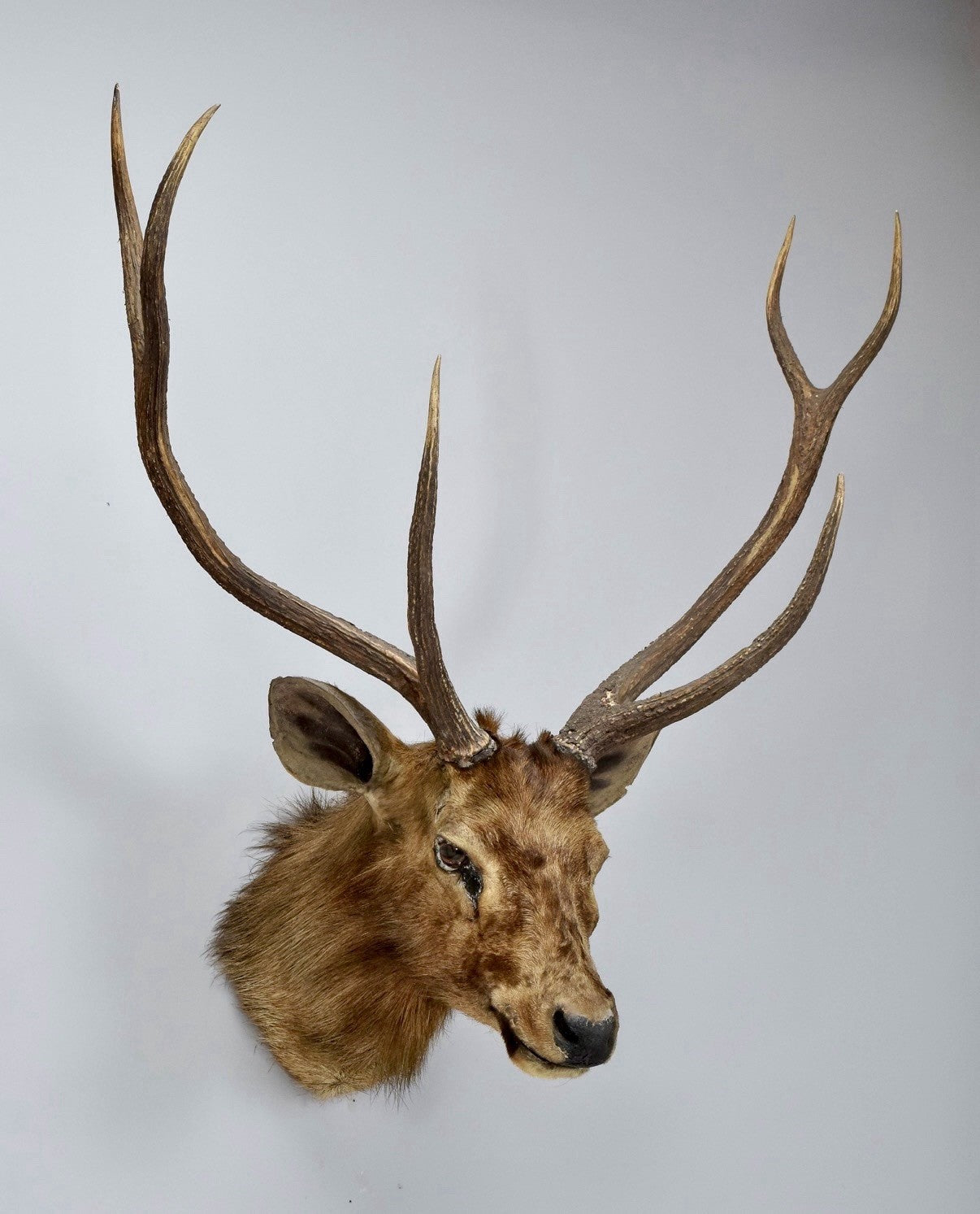 Taxidermy Indian Samber Deer By Roland Ward 