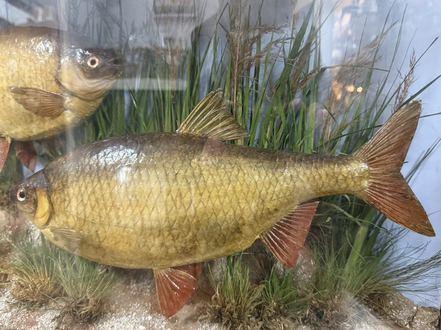 Antique Taxidermy Fish Roach By Cooper & Son Display Case Vintage
