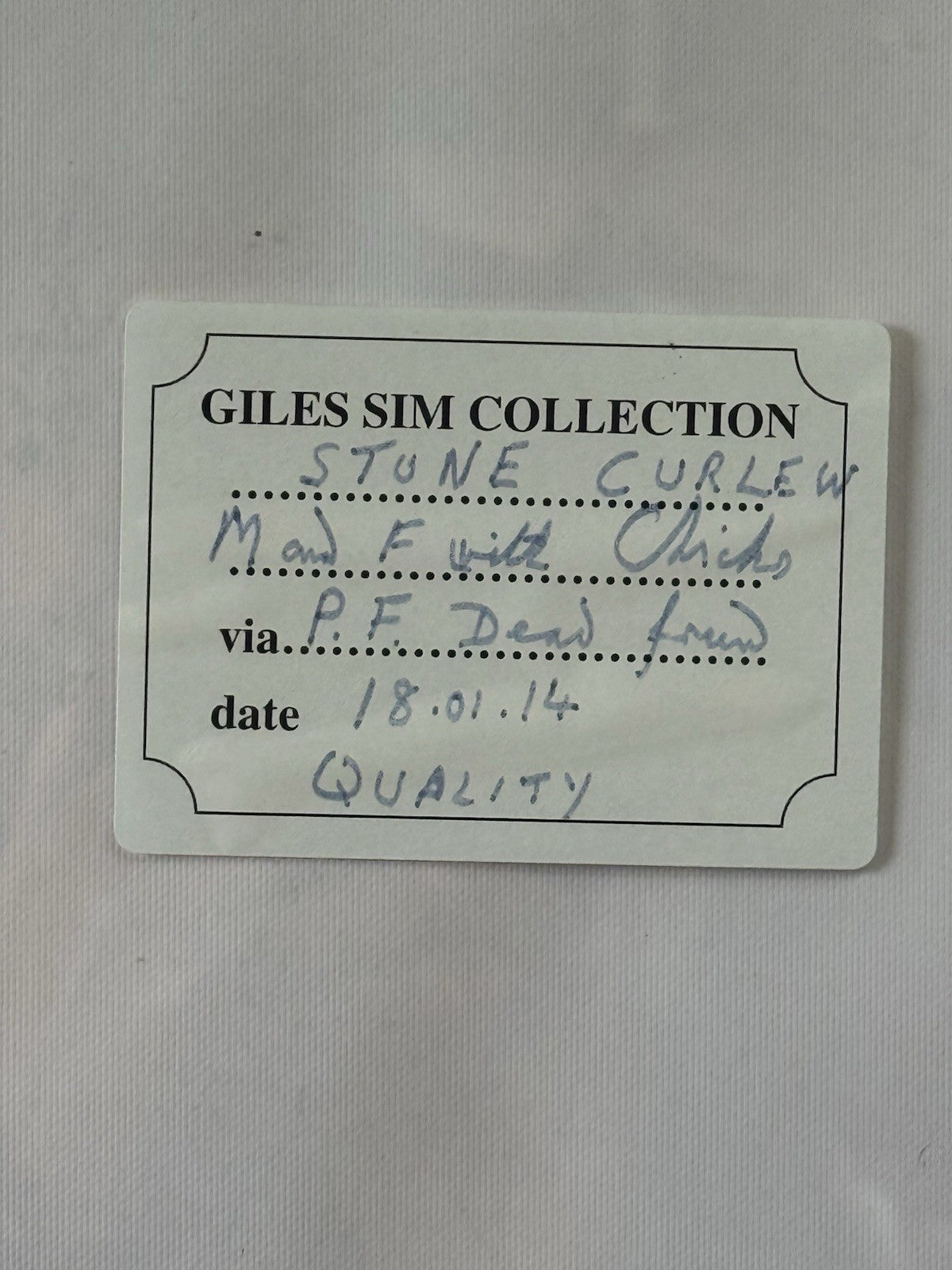 Taxidermy Cased Birds Stone Curlew