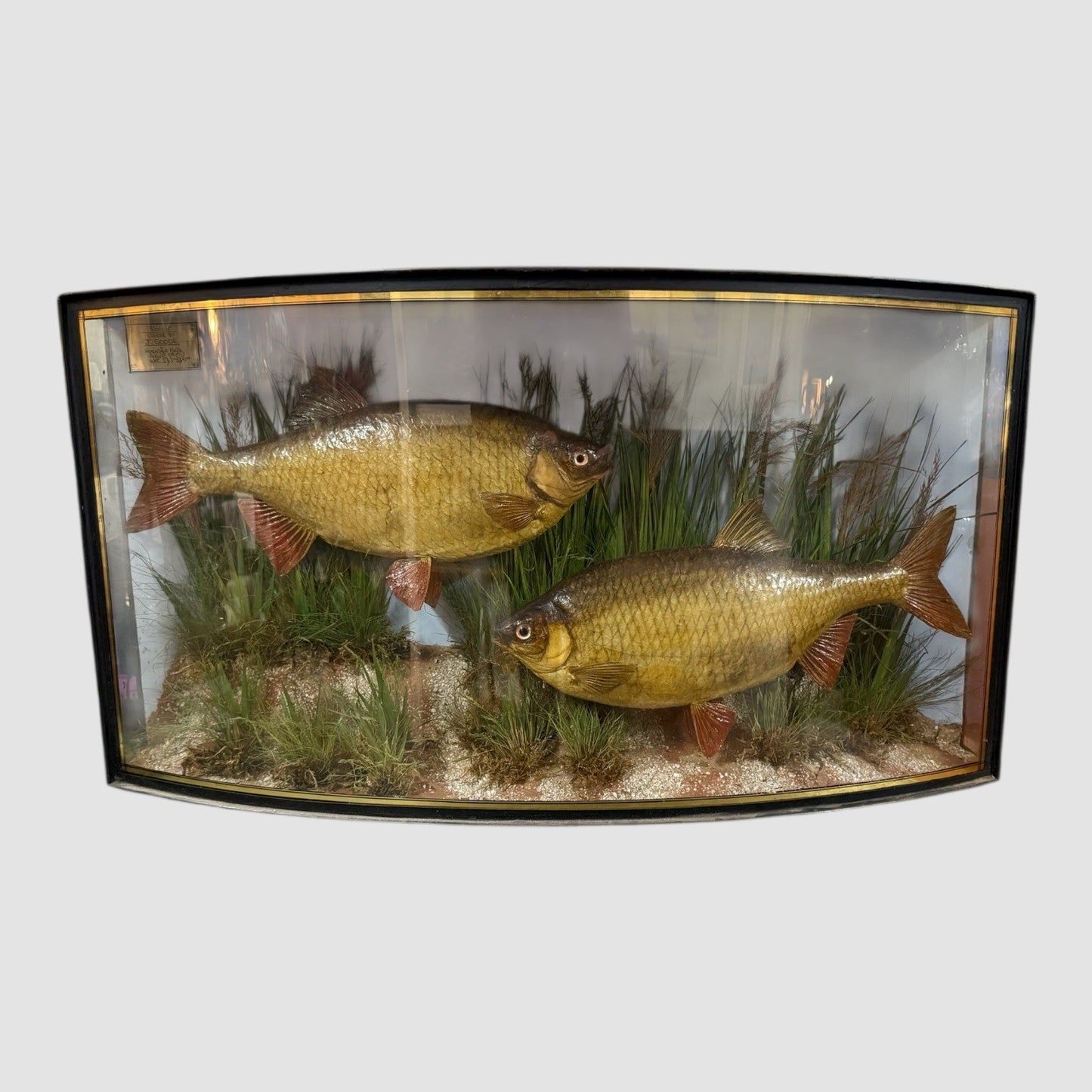 Antique Taxidermy Fish Roach By Cooper & Son Display Case Vintage