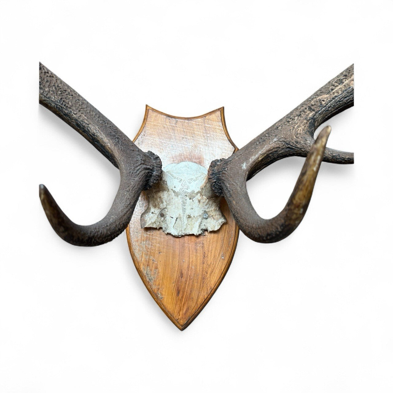 Taxidermy Red Deer Antlers 