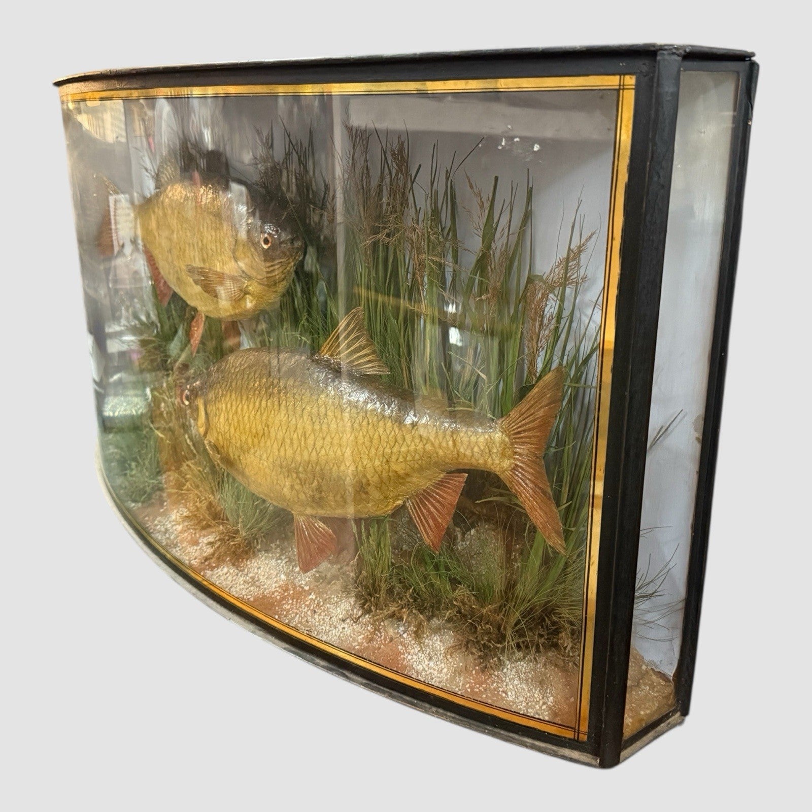 Antique Taxidermy Fish Roach By Cooper & Son Display Case Vintage