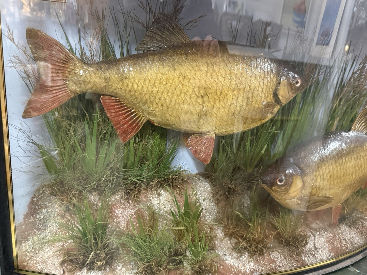 Antique Taxidermy Fish Roach By Cooper & Son Display Case Vintage