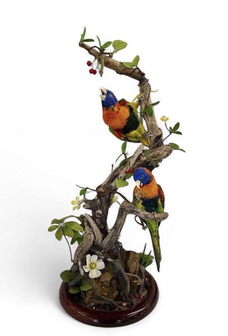Taxidermy Birds Rainbow Lorikeet
