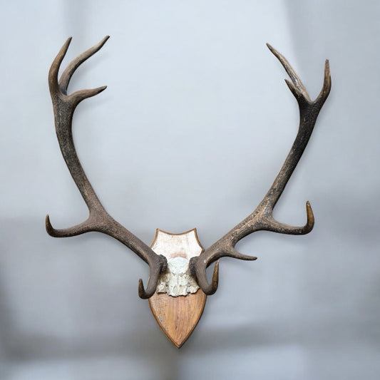 Taxidermy Red Deer Antlers 