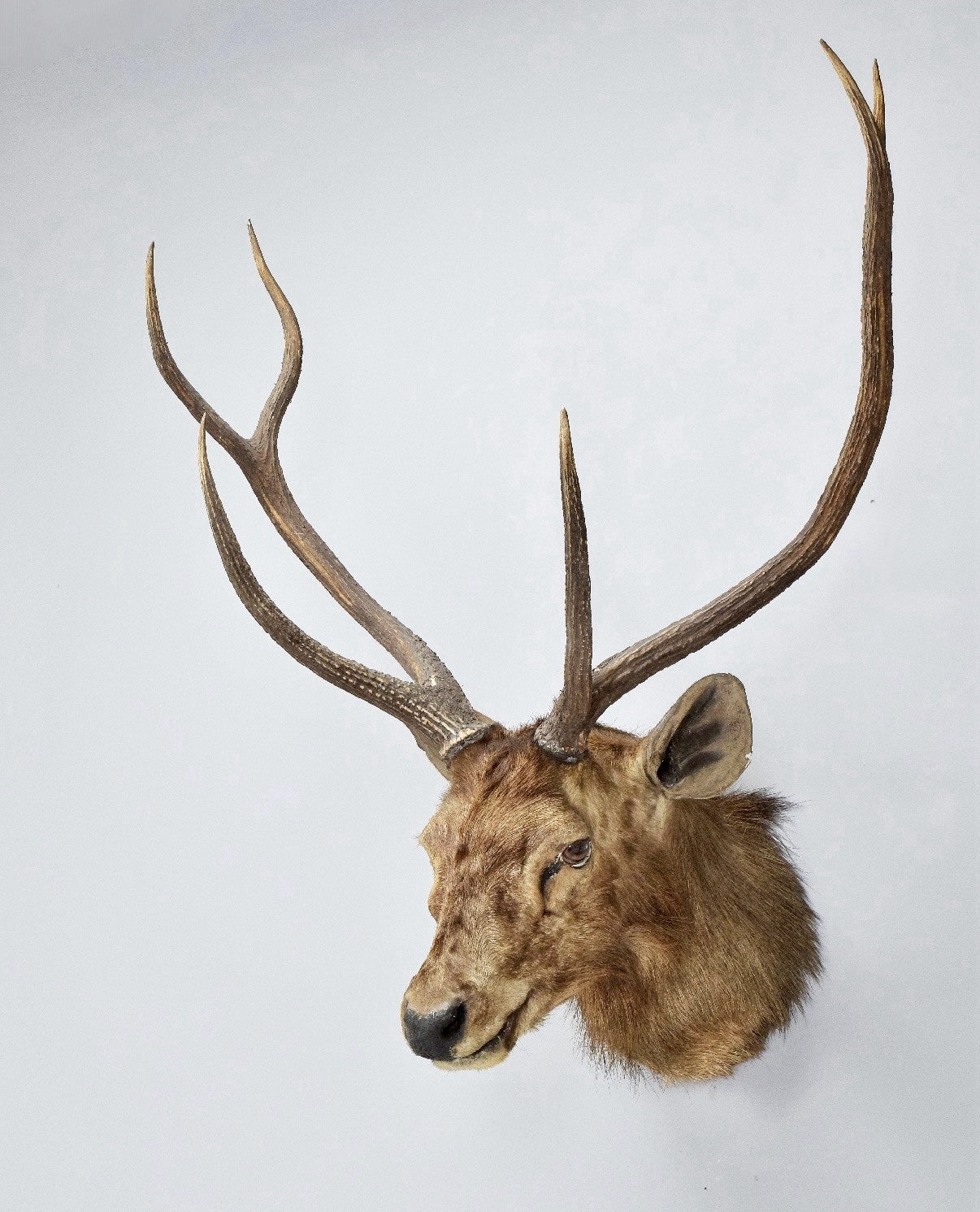 Taxidermy Indian Samber Deer By Roland Ward 