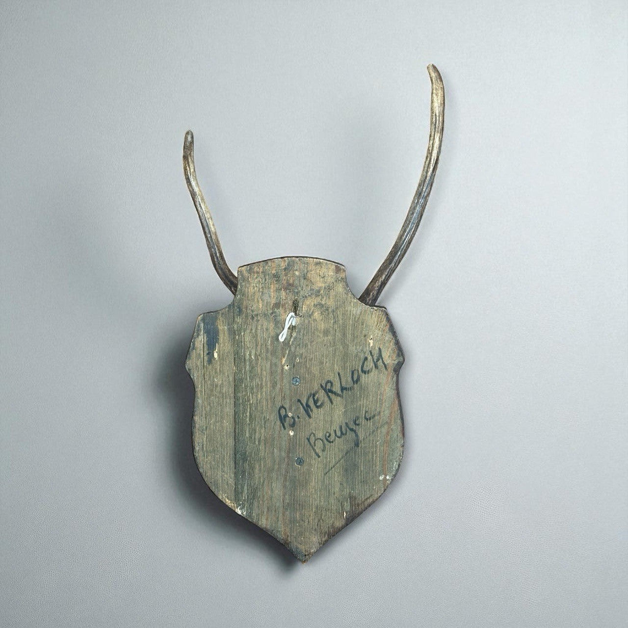 Vintage Deer Skull Mount 