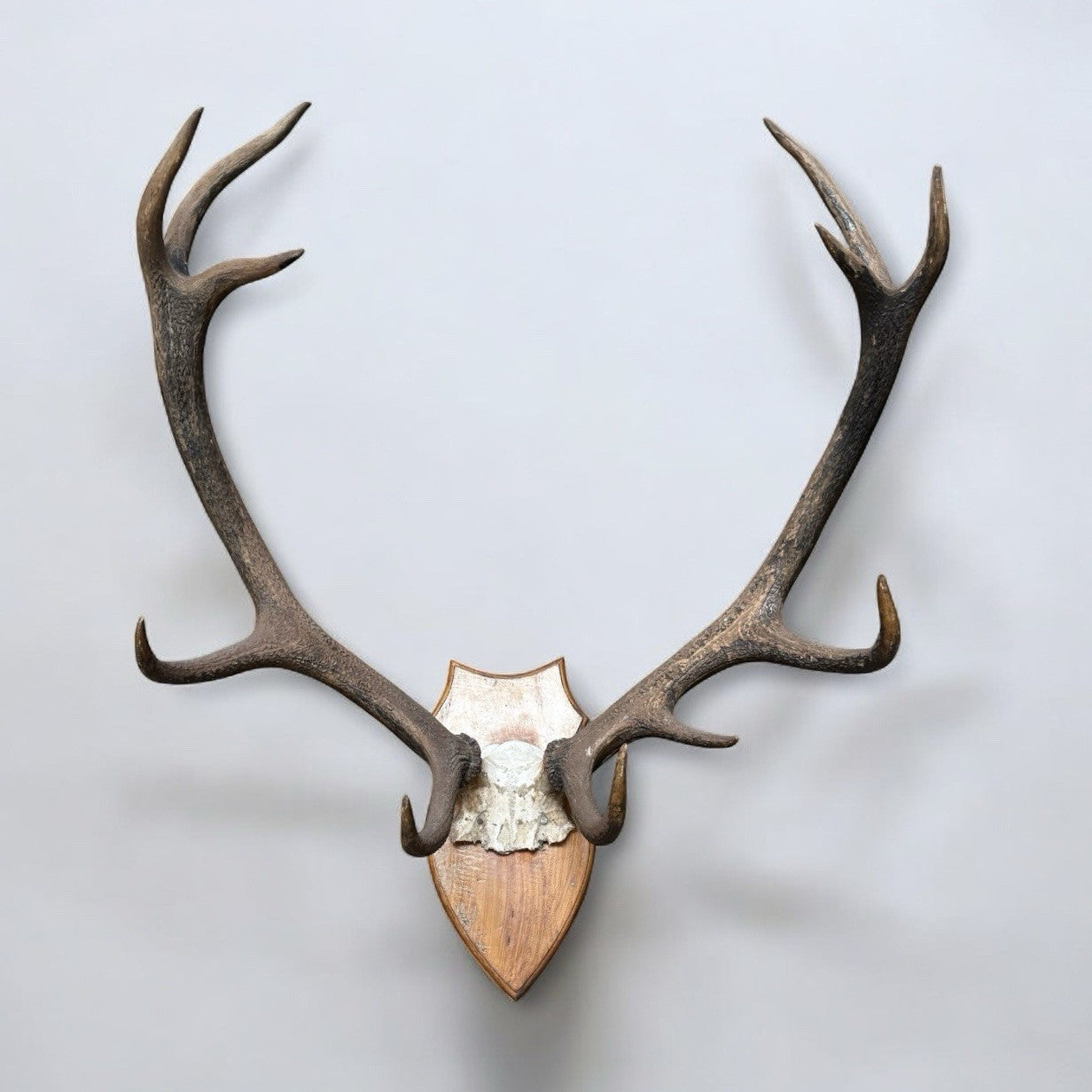 Taxidermy Red Deer Antlers 