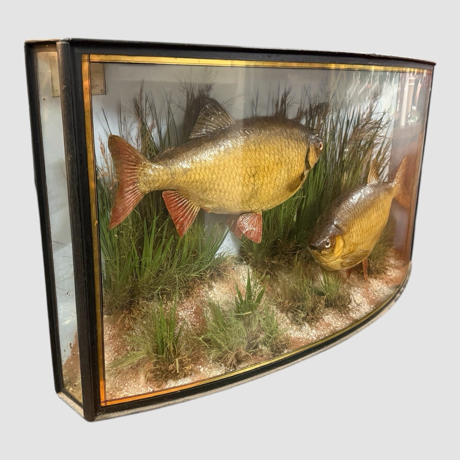 Antique Taxidermy Fish Roach By Cooper & Son Display Case Vintage